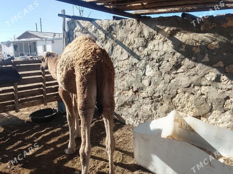 ogsuk - Балканабат - img 3