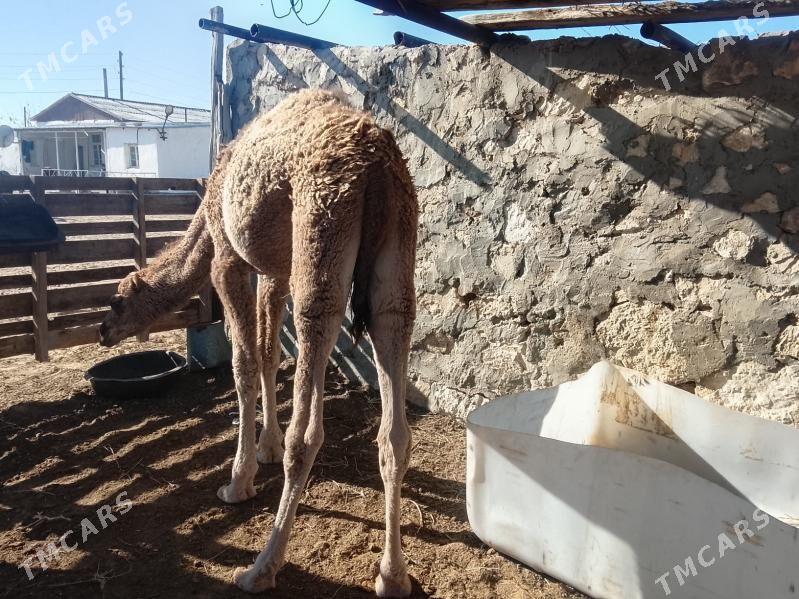 ogsuk - Балканабат - img 2