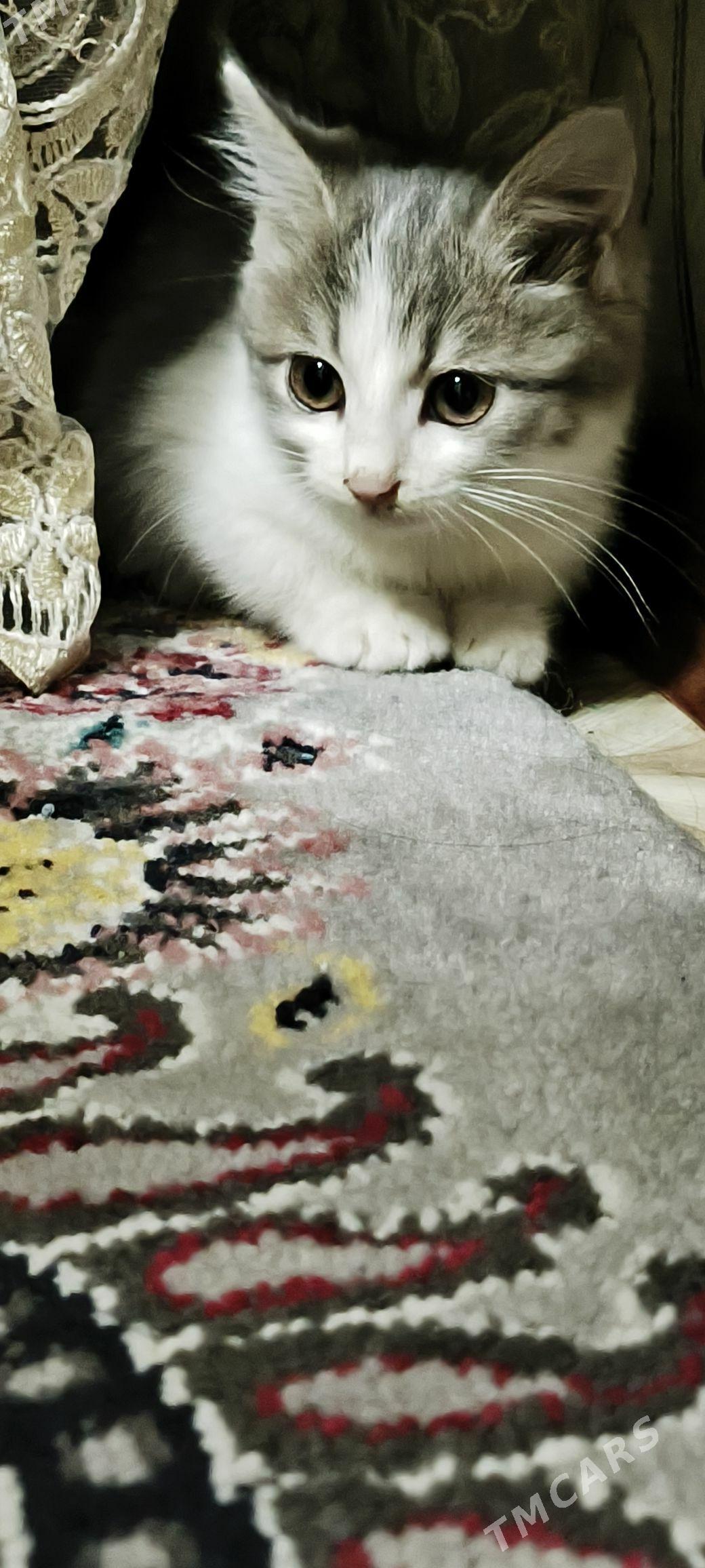 Pişik - Türkmenabat - img 2