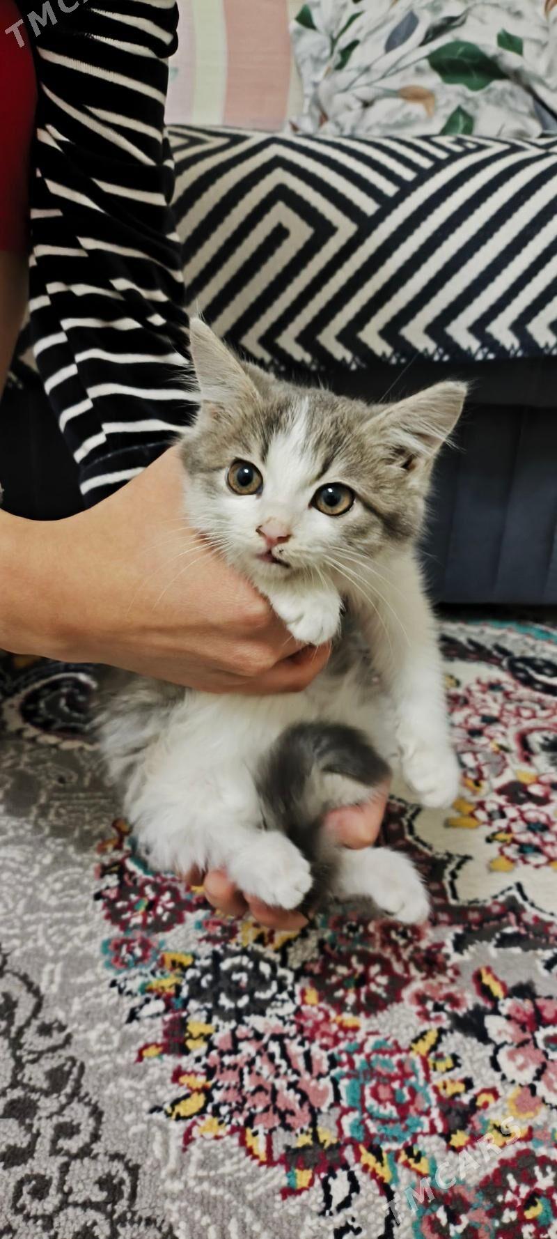 Pişik - Türkmenabat - img 3