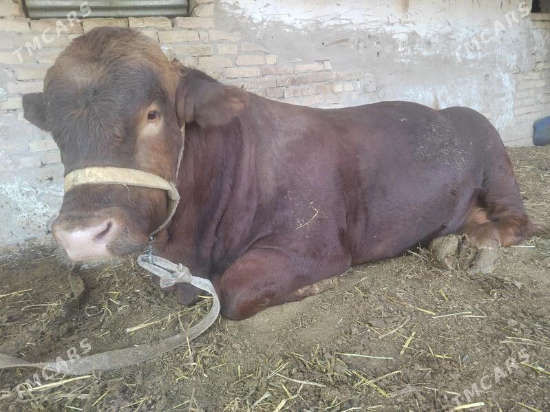 окуз - Шабатский этрап - img 6