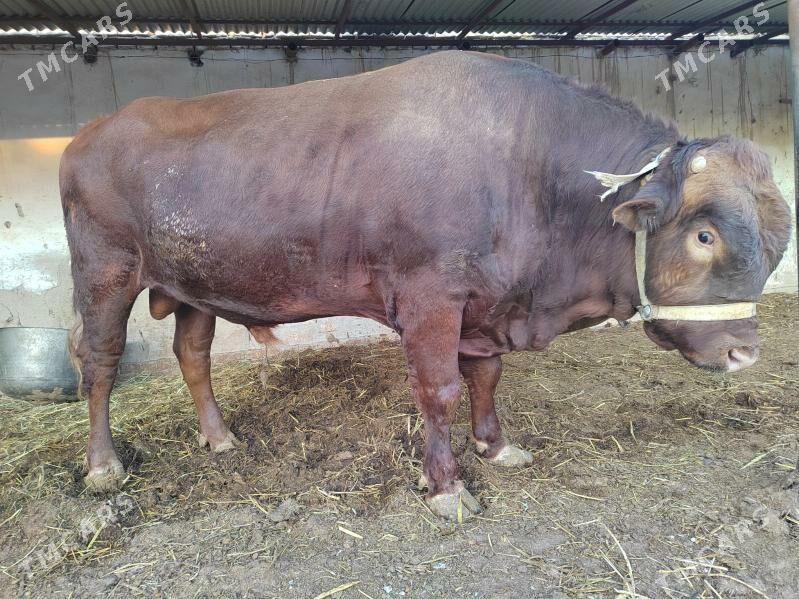 окуз - Шабатский этрап - img 2