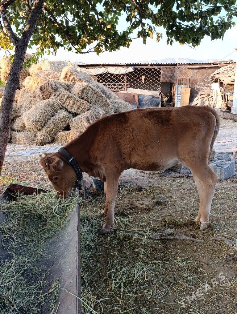 tüwe - Ашхабад - img 2