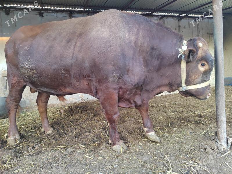 окуз - Шабатский этрап - img 3