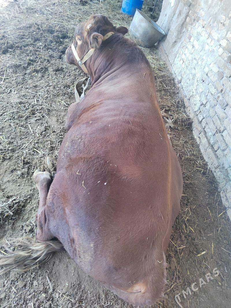 окуз - Шабатский этрап - img 5