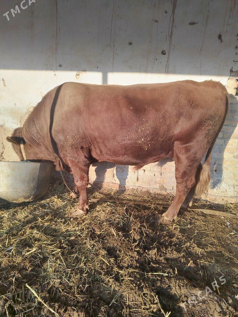 окуз - Шабатский этрап - img 4