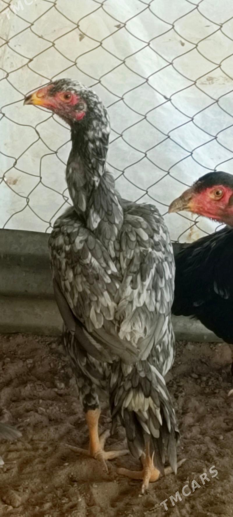 kul juyje gerek diyanlere - Türkmengala - img 3