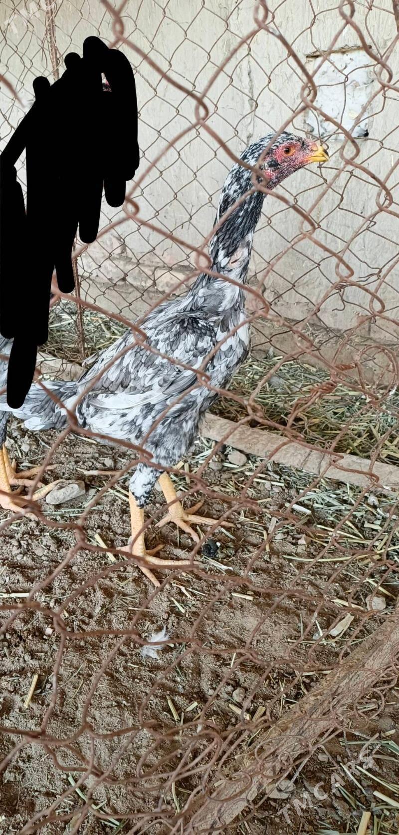 kul juyje gerek diyanlere - Türkmengala - img 2