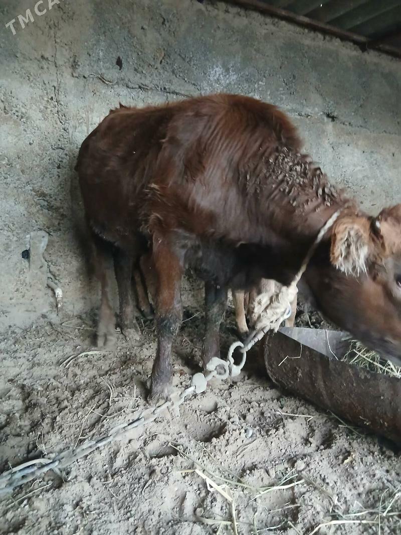 tuwe - Багир - img 2