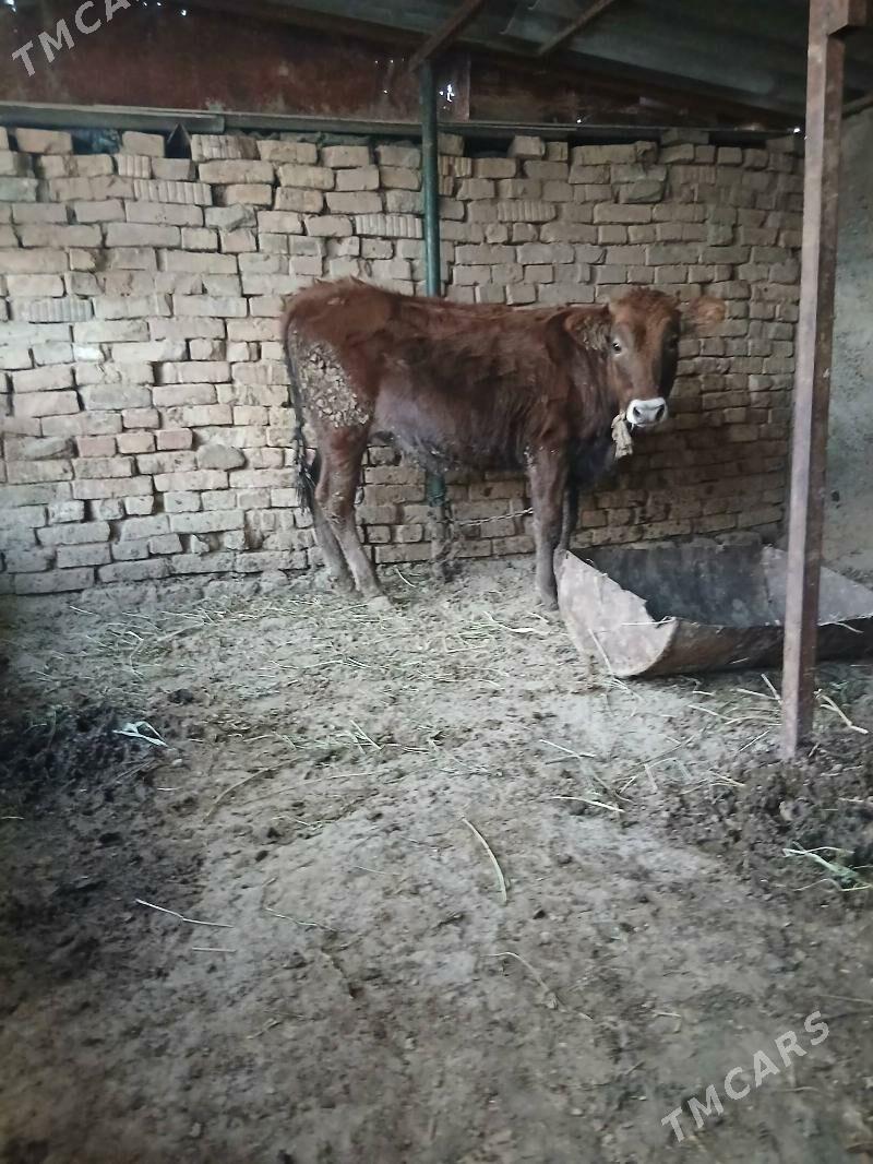 tuwe - Багир - img 3