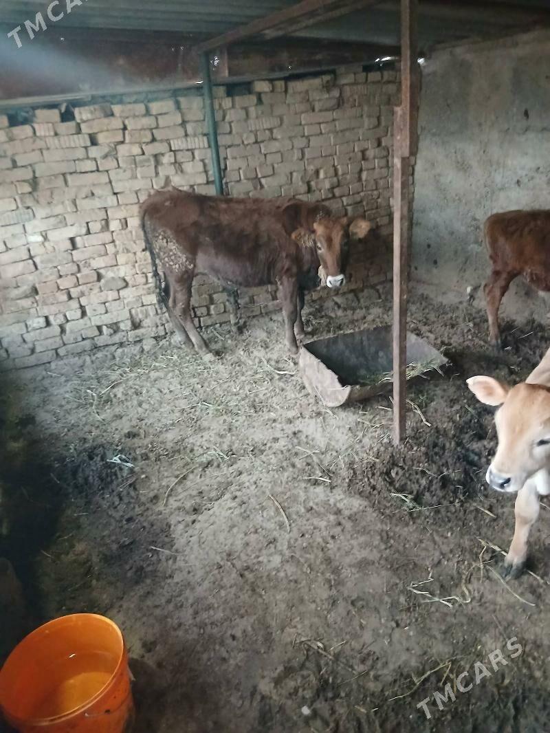 tuwe - Багир - img 5