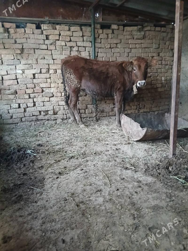 tuwe - Багир - img 4