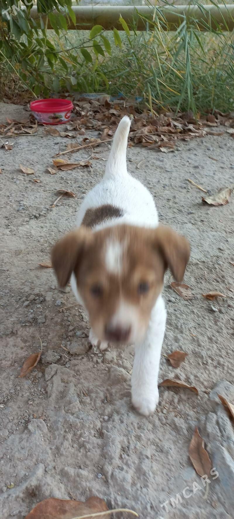 собачки - Türkmenabat - img 4