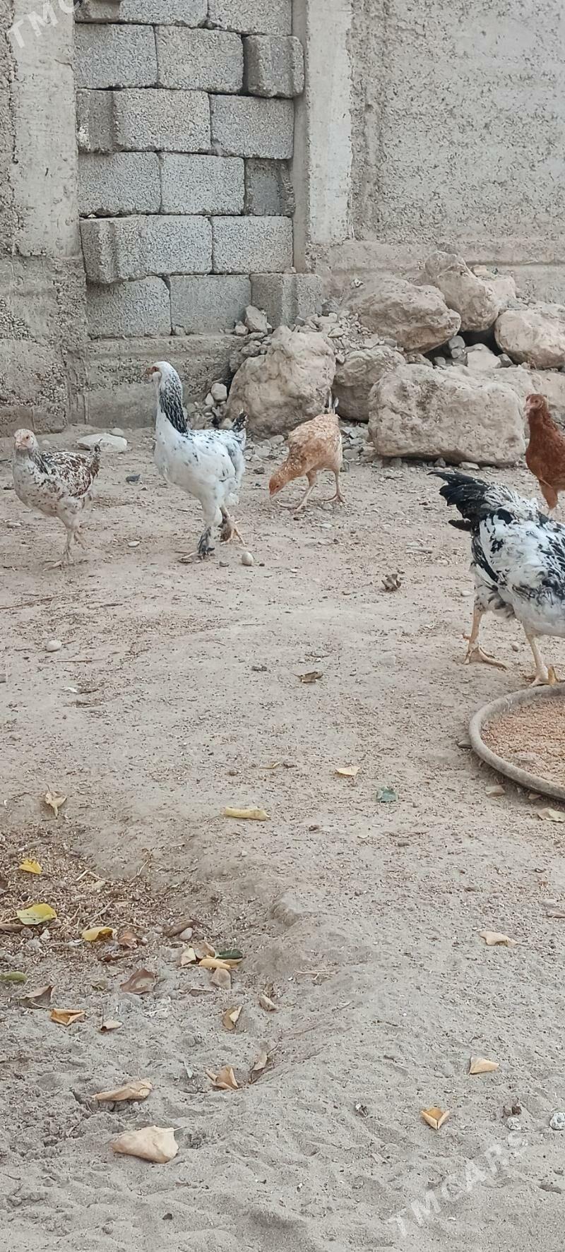 juyje - Jebel - img 2