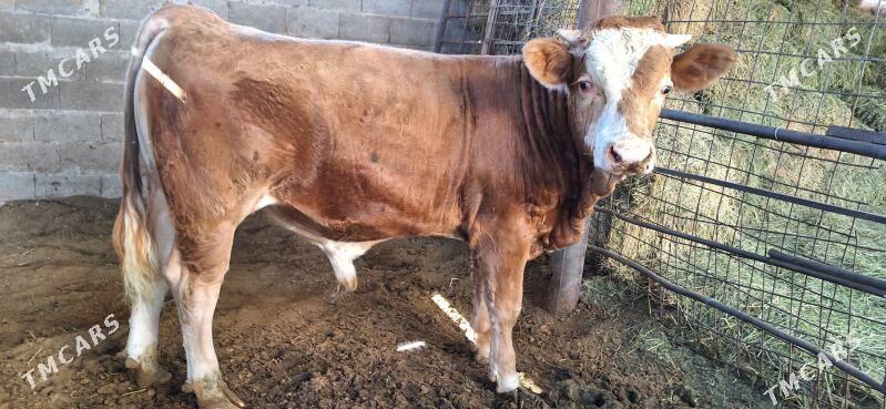 Simmental okuz - Aşgabat - img 2