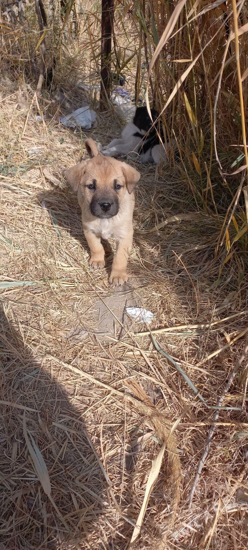 собачки - Türkmenabat - img 2