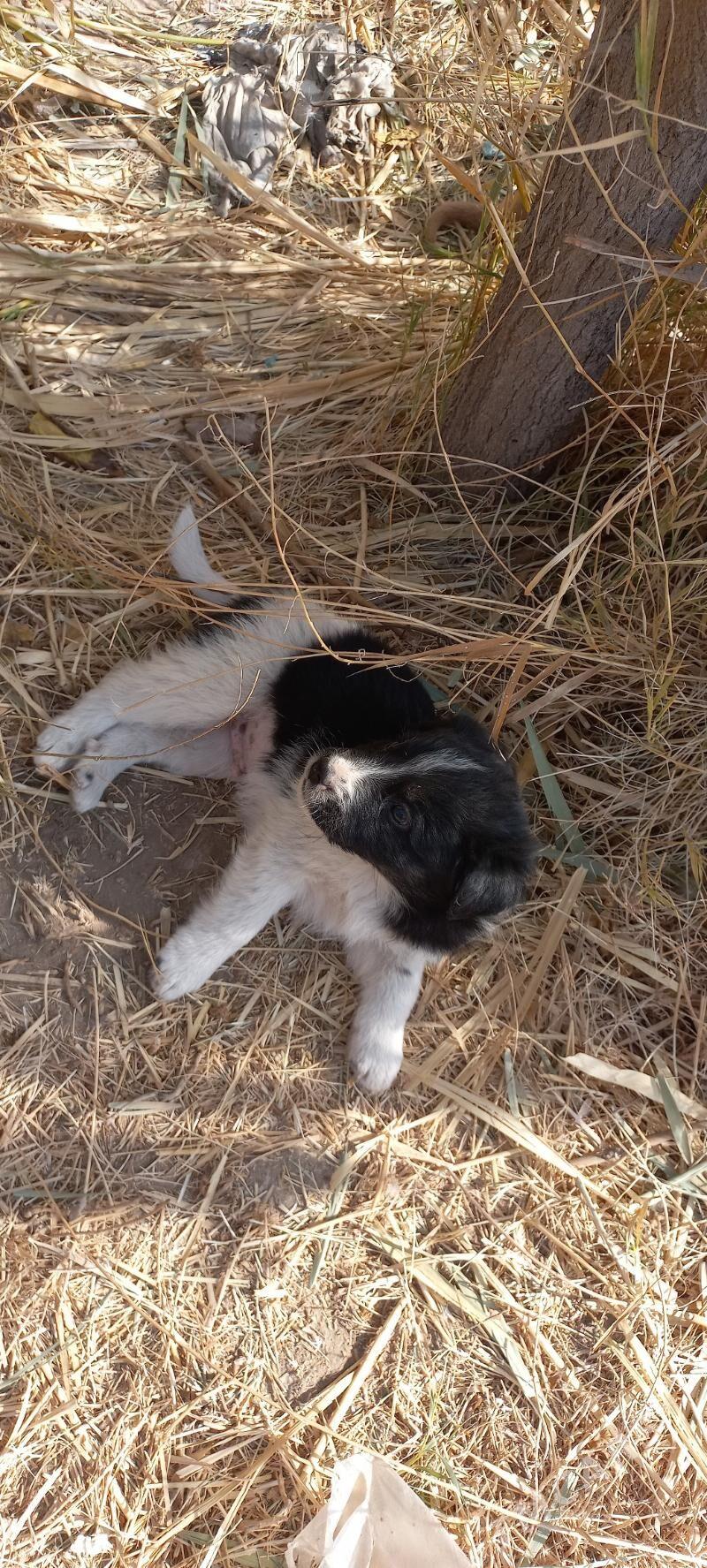 собачки - Türkmenabat - img 6