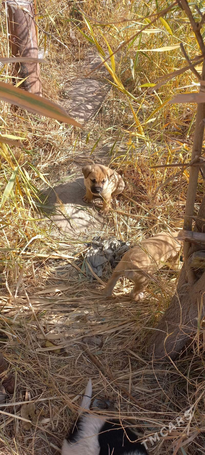 собачки - Türkmenabat - img 3