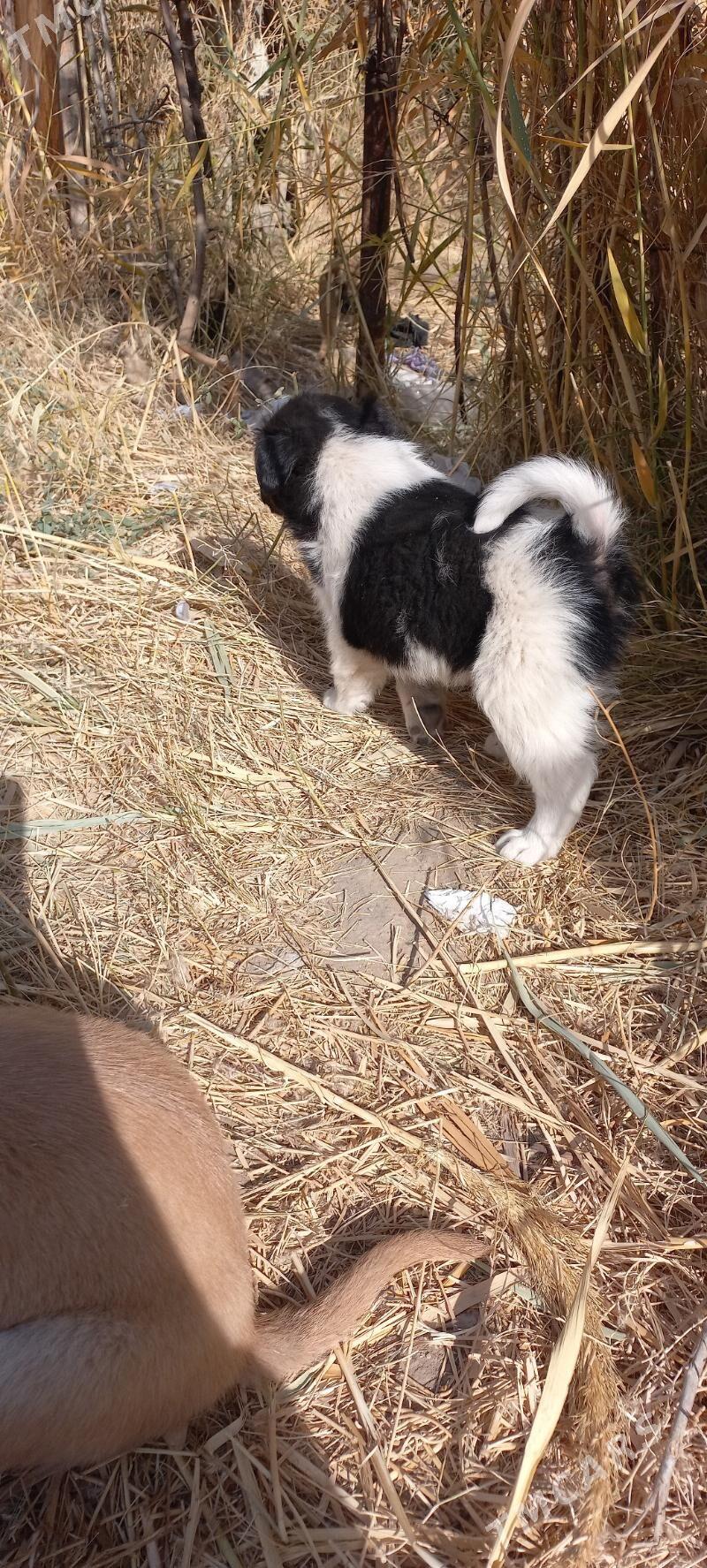 собачки - Türkmenabat - img 5