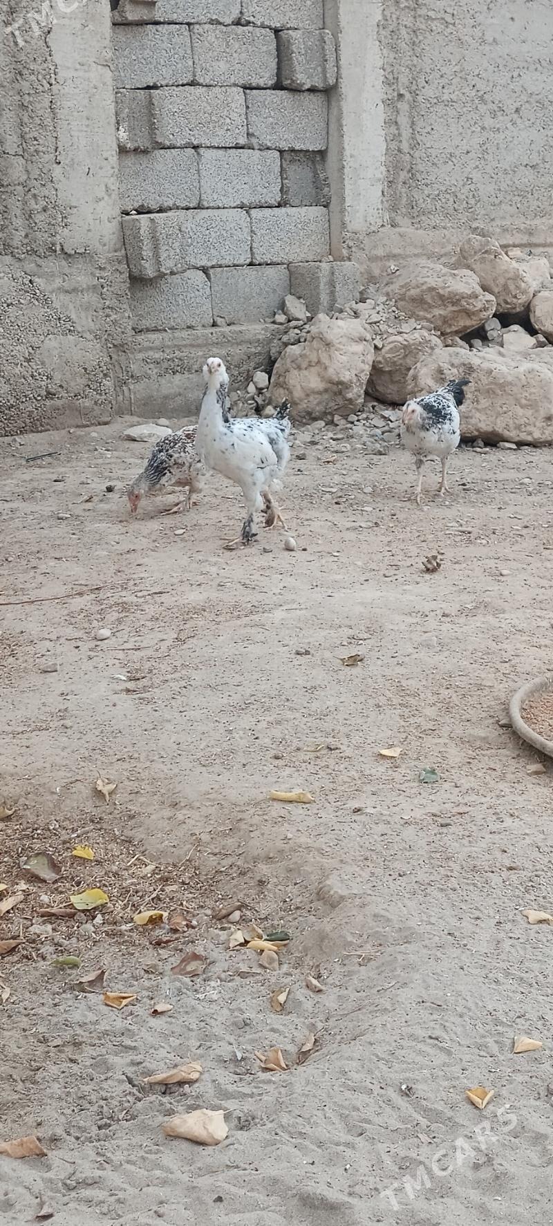 juyje - Jebel - img 3