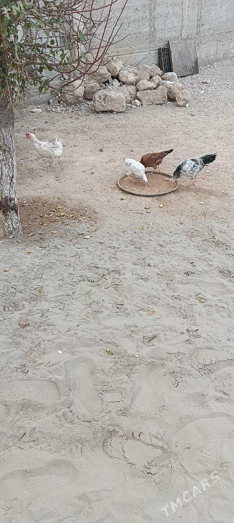 juyje - Jebel - img 4