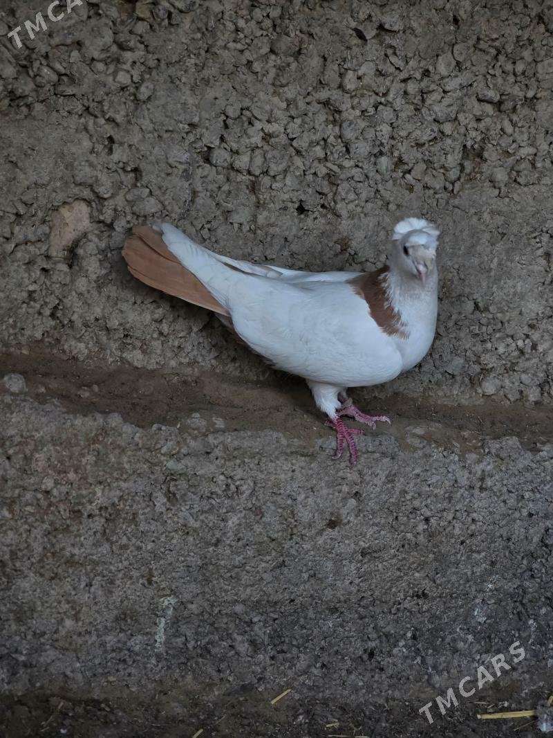 kepderi - Gökdepe - img 3