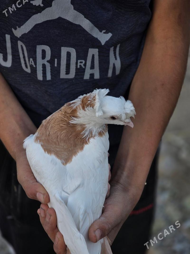 kepderi - Gökdepe - img 2