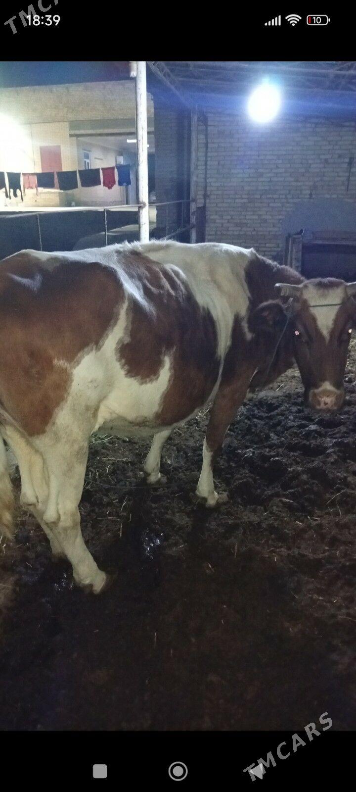 Simmental sygyr - Çärjew - img 2