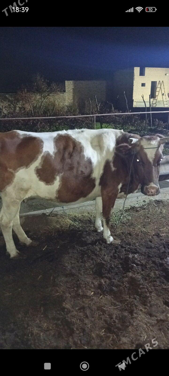 Simmental sygyr - Çärjew - img 3