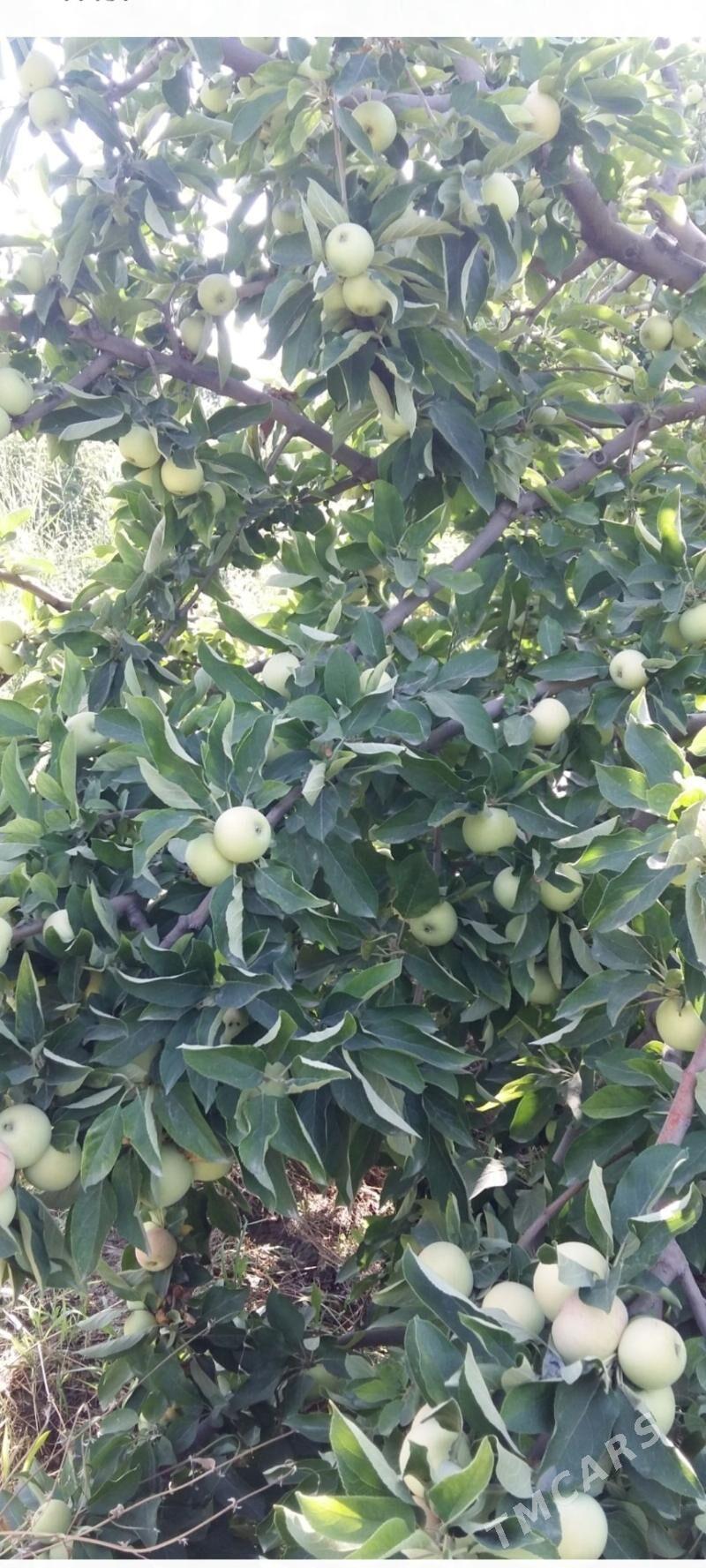 Alma şitil nahallar - Аркадаг - img 2