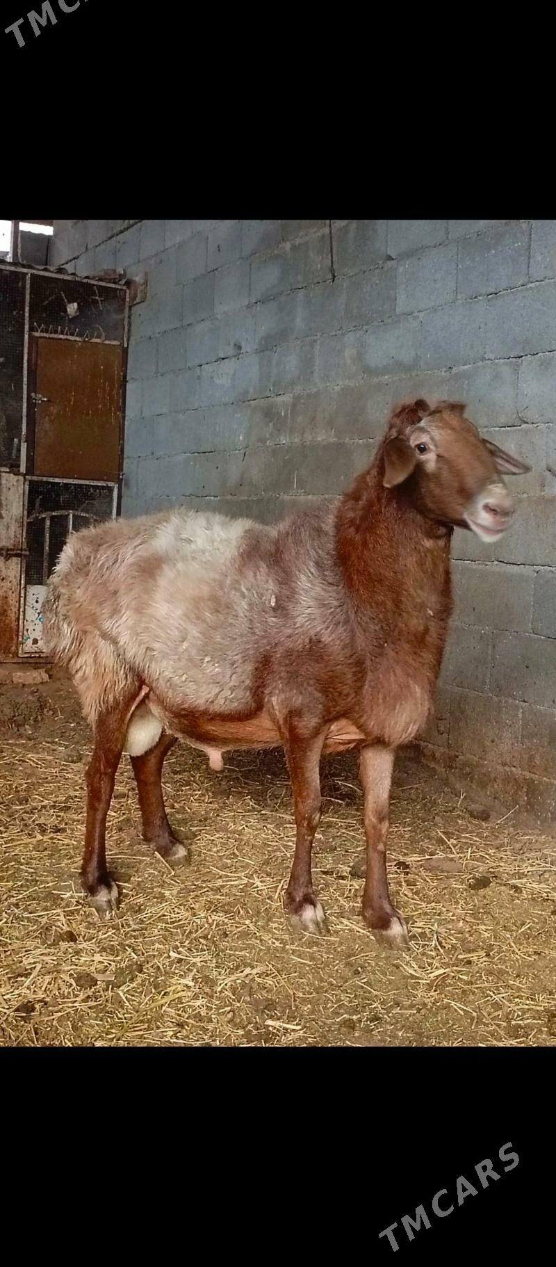 gisar goçlar - Ашхабад - img 3