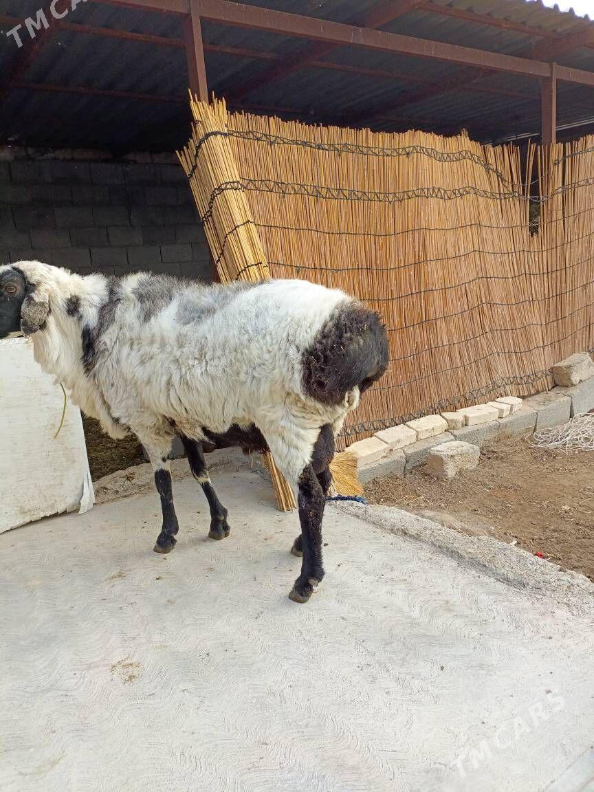 gisar goçlar - Ашхабад - img 2