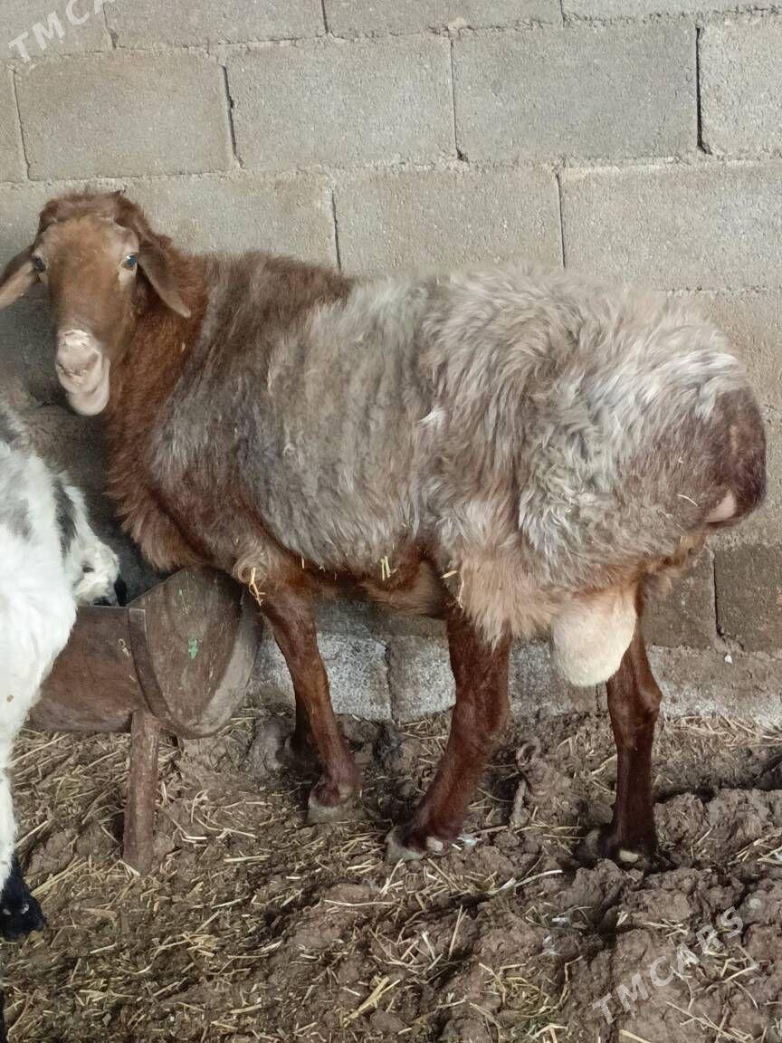 gisar goçlar - Ашхабад - img 4