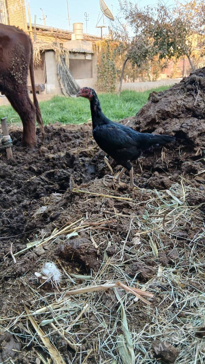 хораз и маки - Чарджоу - img 4