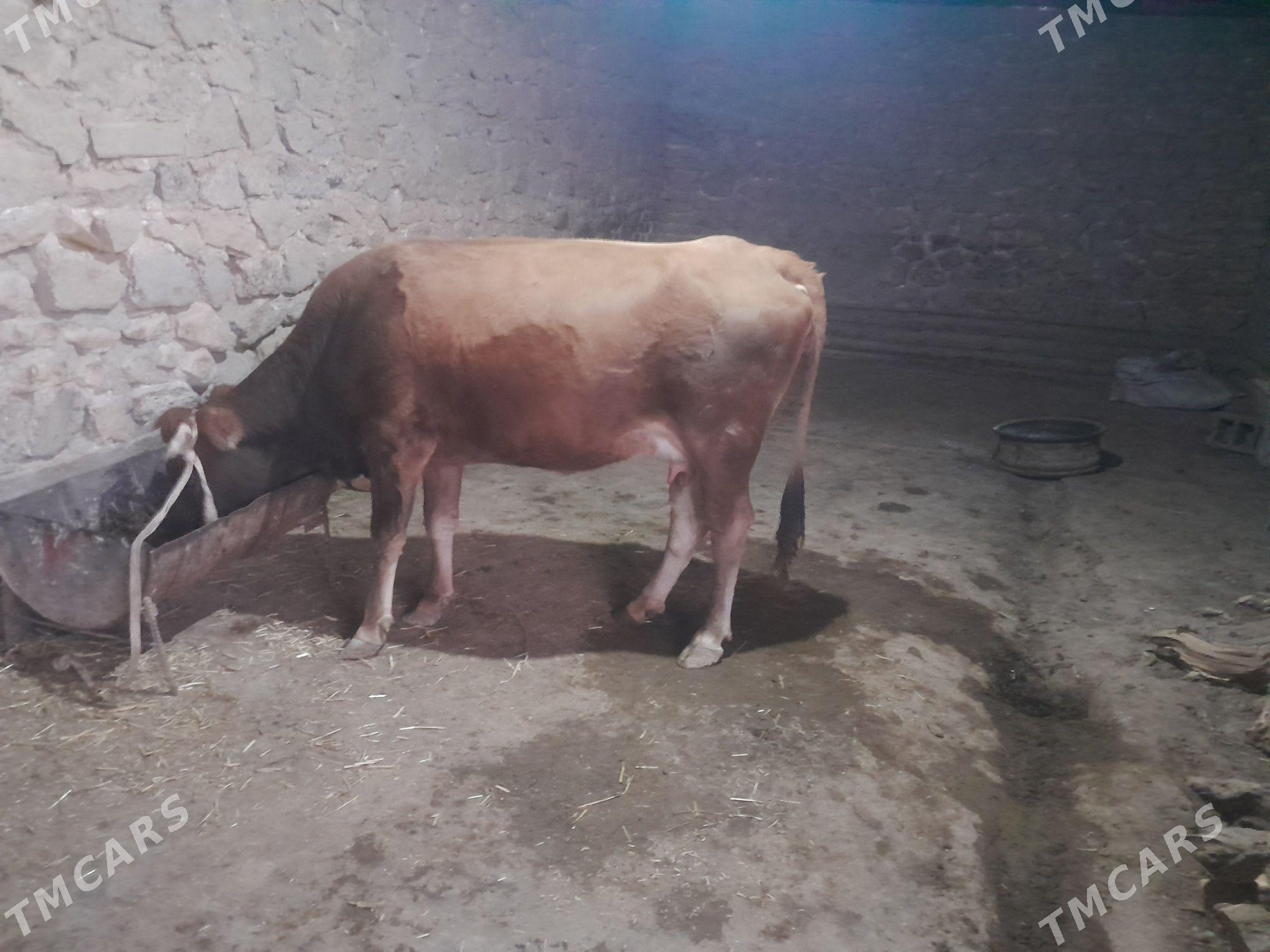 Göleli sygyr - Gyzylarbat - img 5