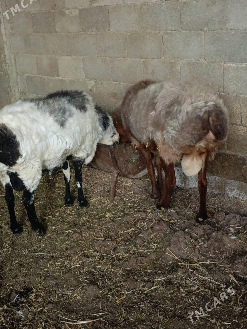 gisar goçlar - Ашхабад - img 6