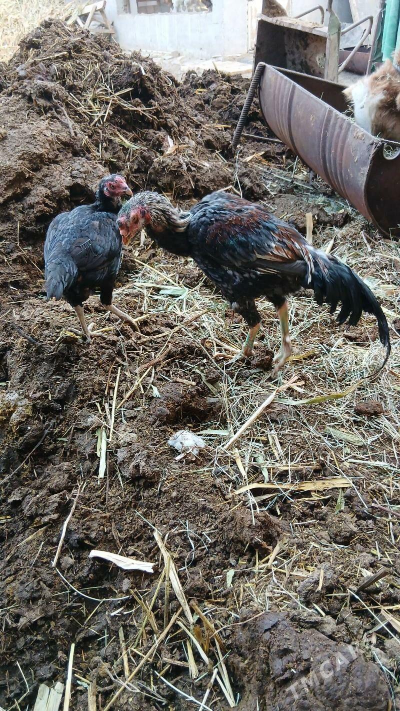 хораз и маки - Чарджоу - img 1