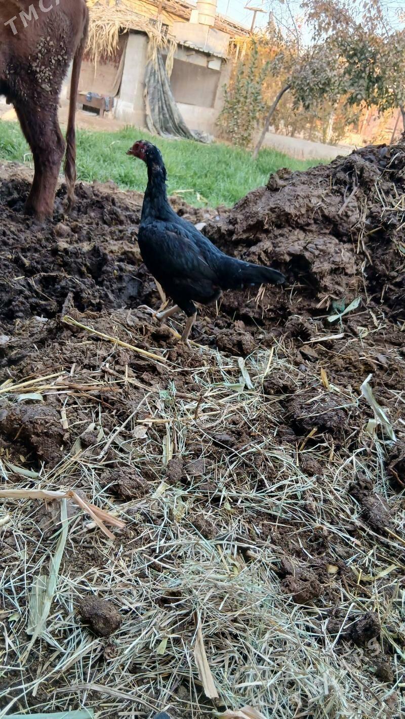 хораз и маки - Чарджоу - img 3