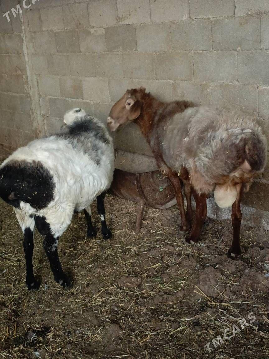 gisar goçlar - Ашхабад - img 5