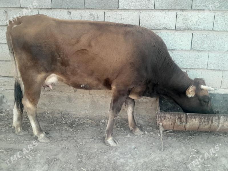 Göleli sygyr - Gyzylarbat - img 2