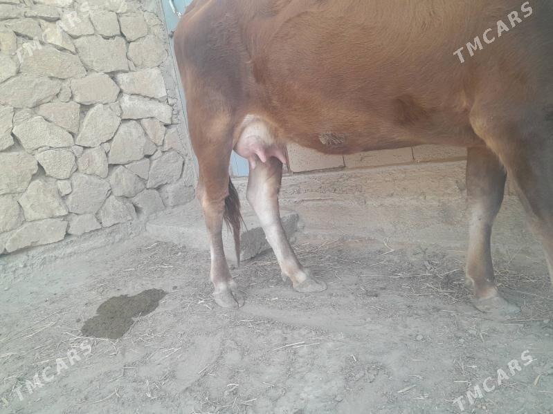 Göleli sygyr - Gyzylarbat - img 3