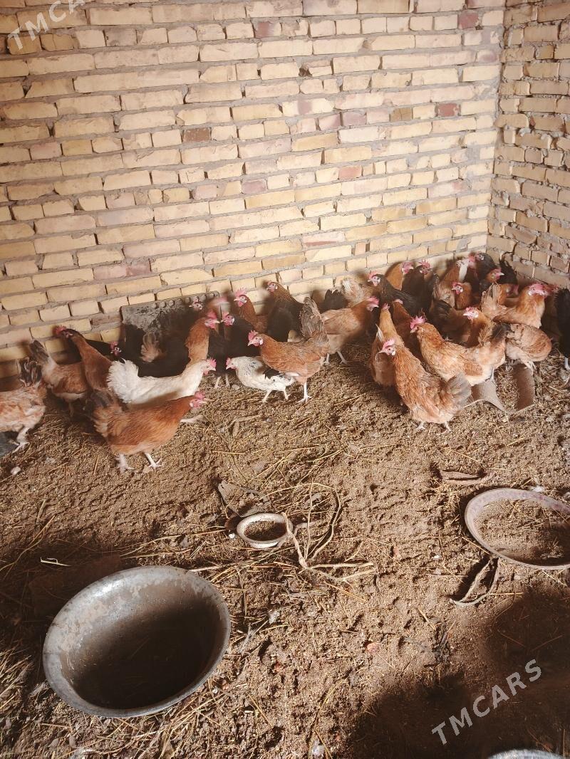 Mesny towuklar - Саят - img 4