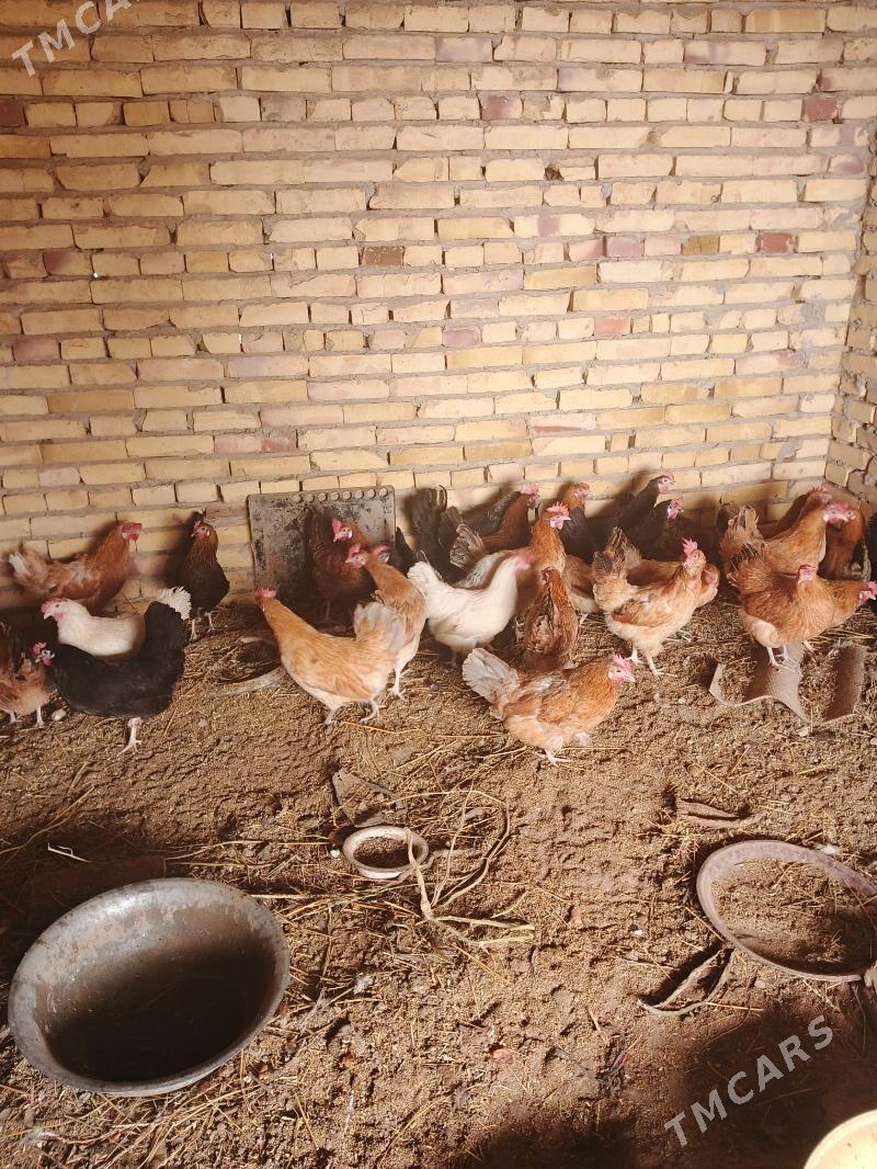 Mesny towuklar - Саят - img 5