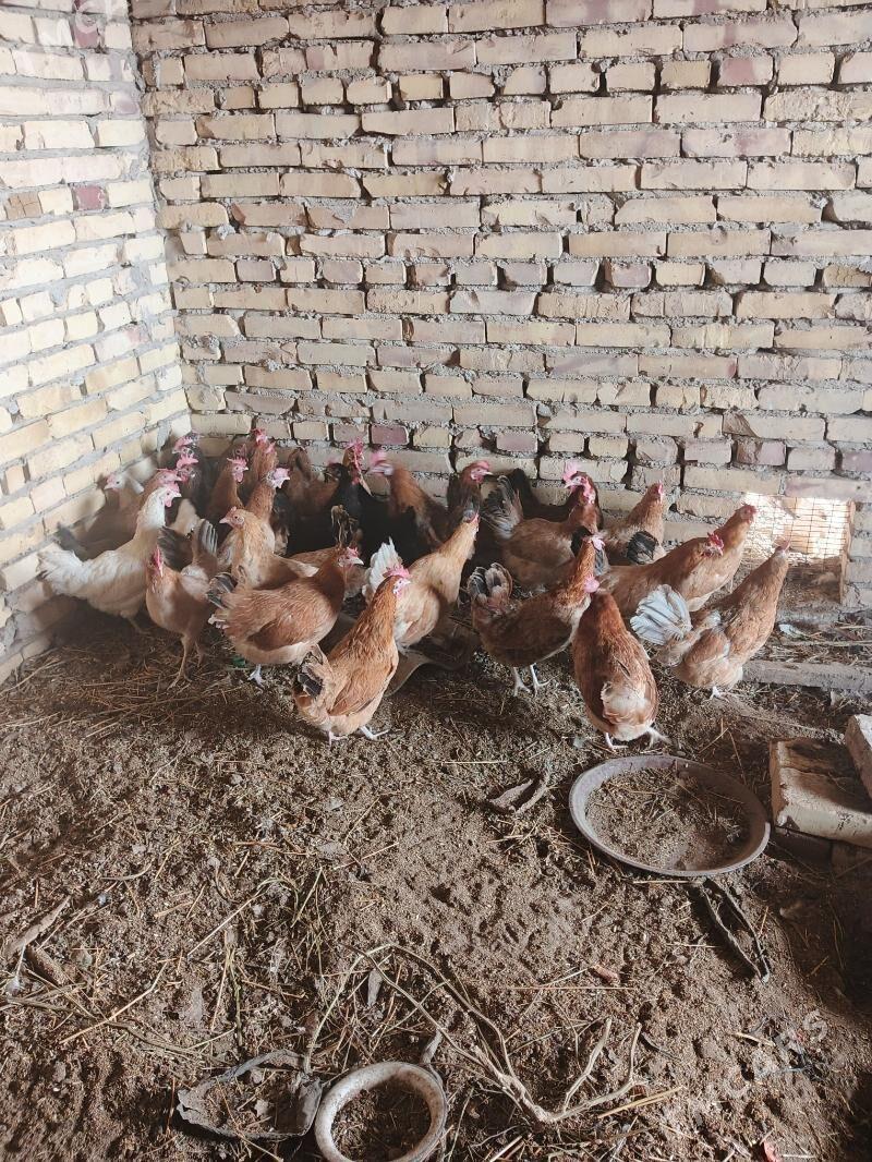 Mesny towuklar - Саят - img 2