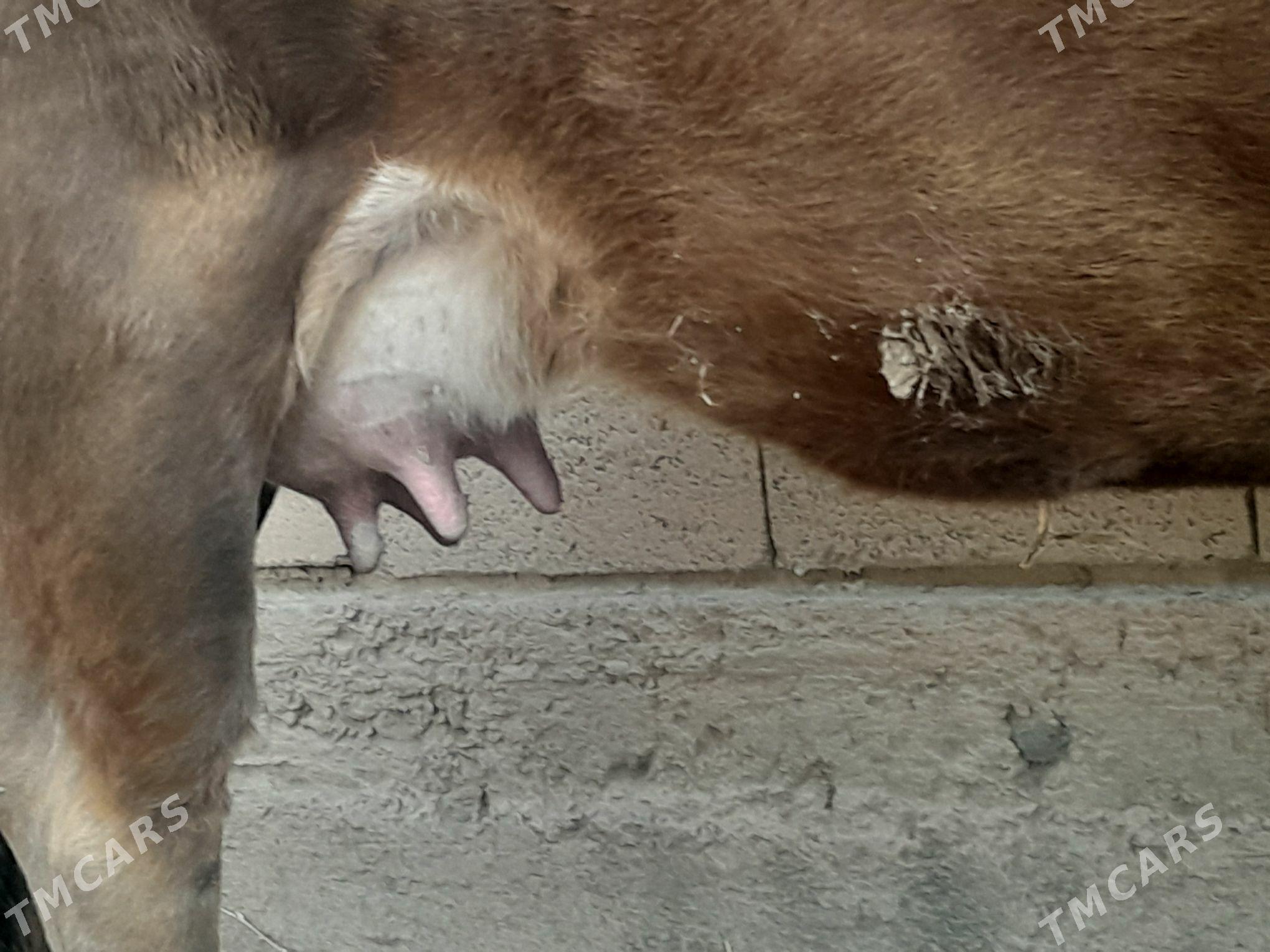 Göleli sygyr - Gyzylarbat - img 1