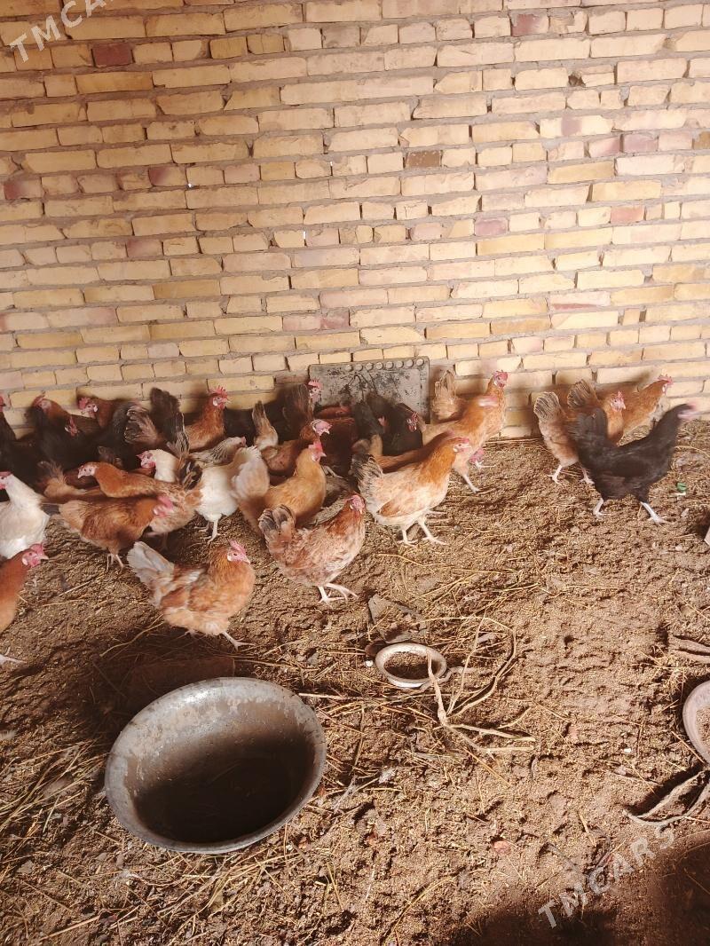 Mesny towuklar - Саят - img 3