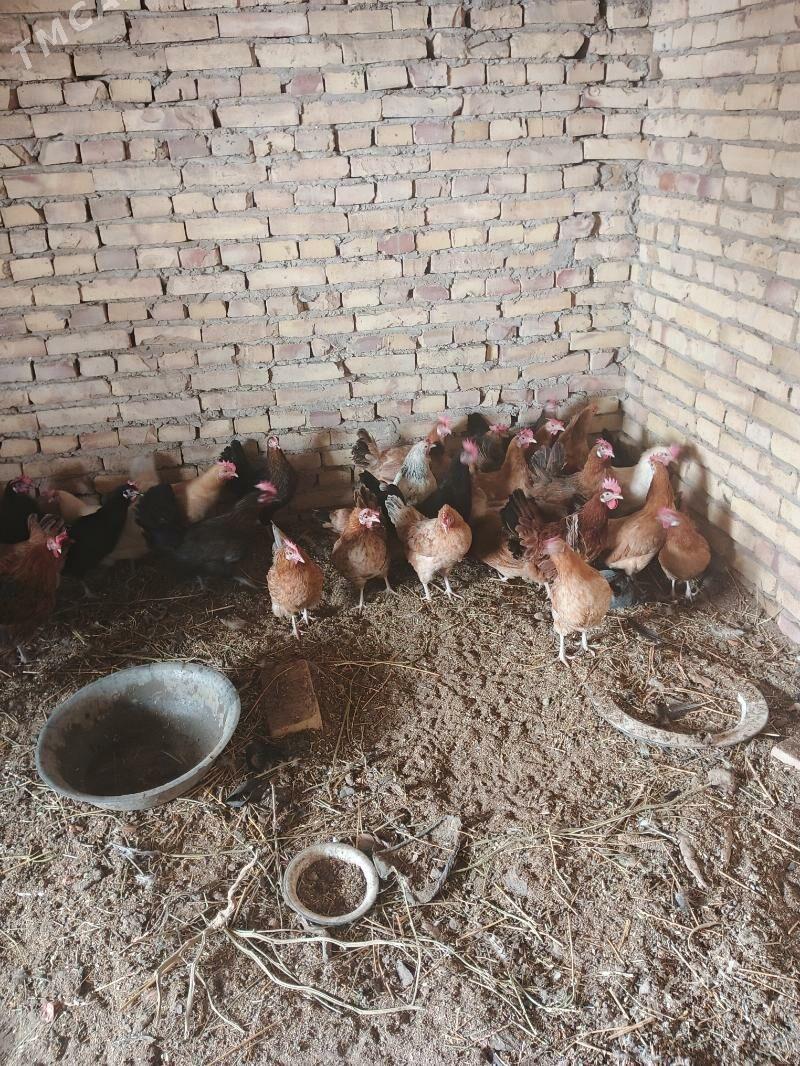 Mesny towuklar - Саят - img 6