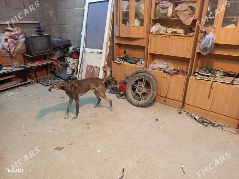 Tazy - Balkanabat - img 3