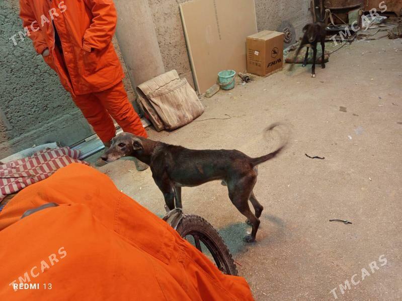 Tazy - Balkanabat - img 4