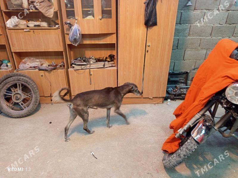 Tazy - Balkanabat - img 2